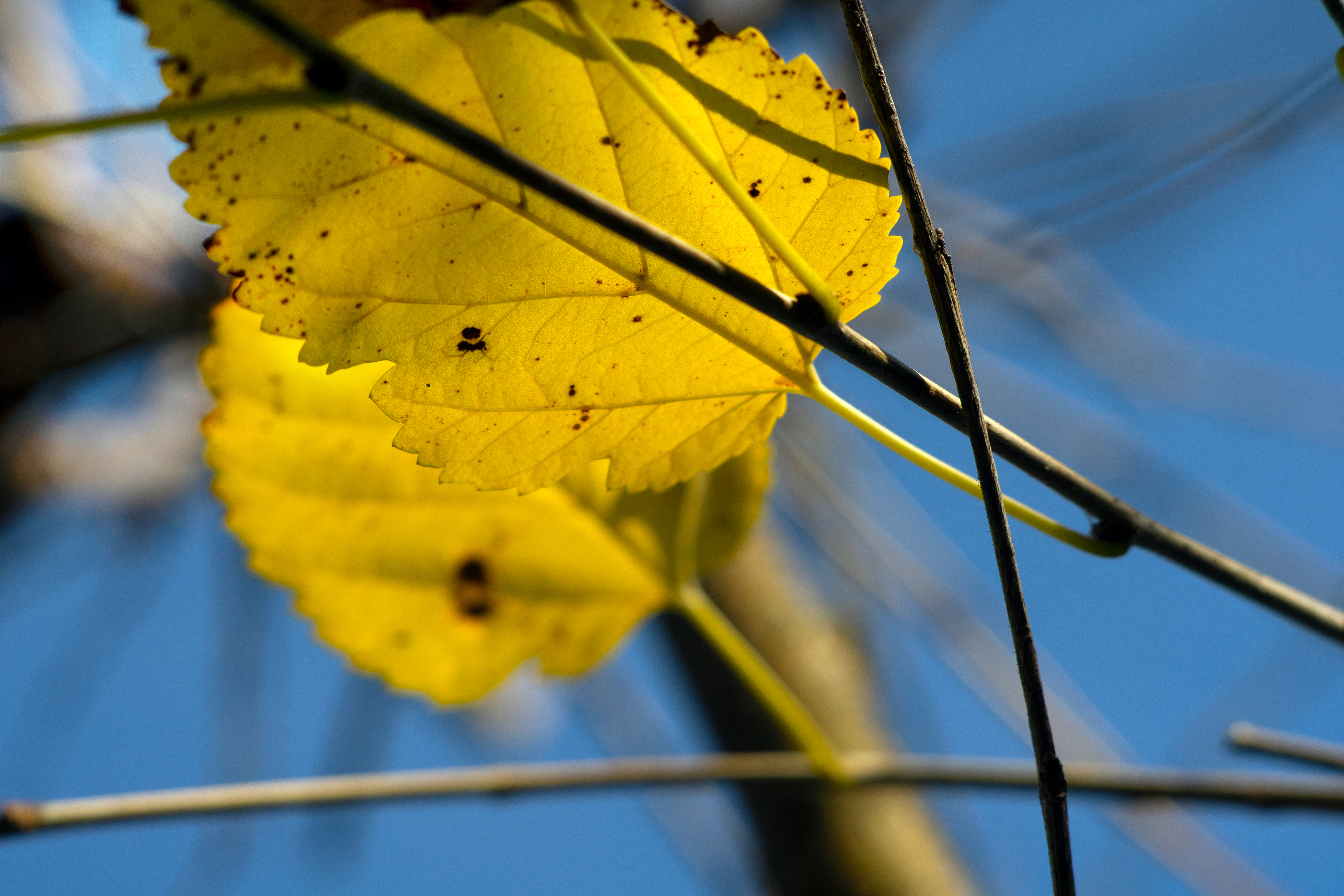 Daytime image of a yellow leaf on a beatiful blue sky background. Creative Commons