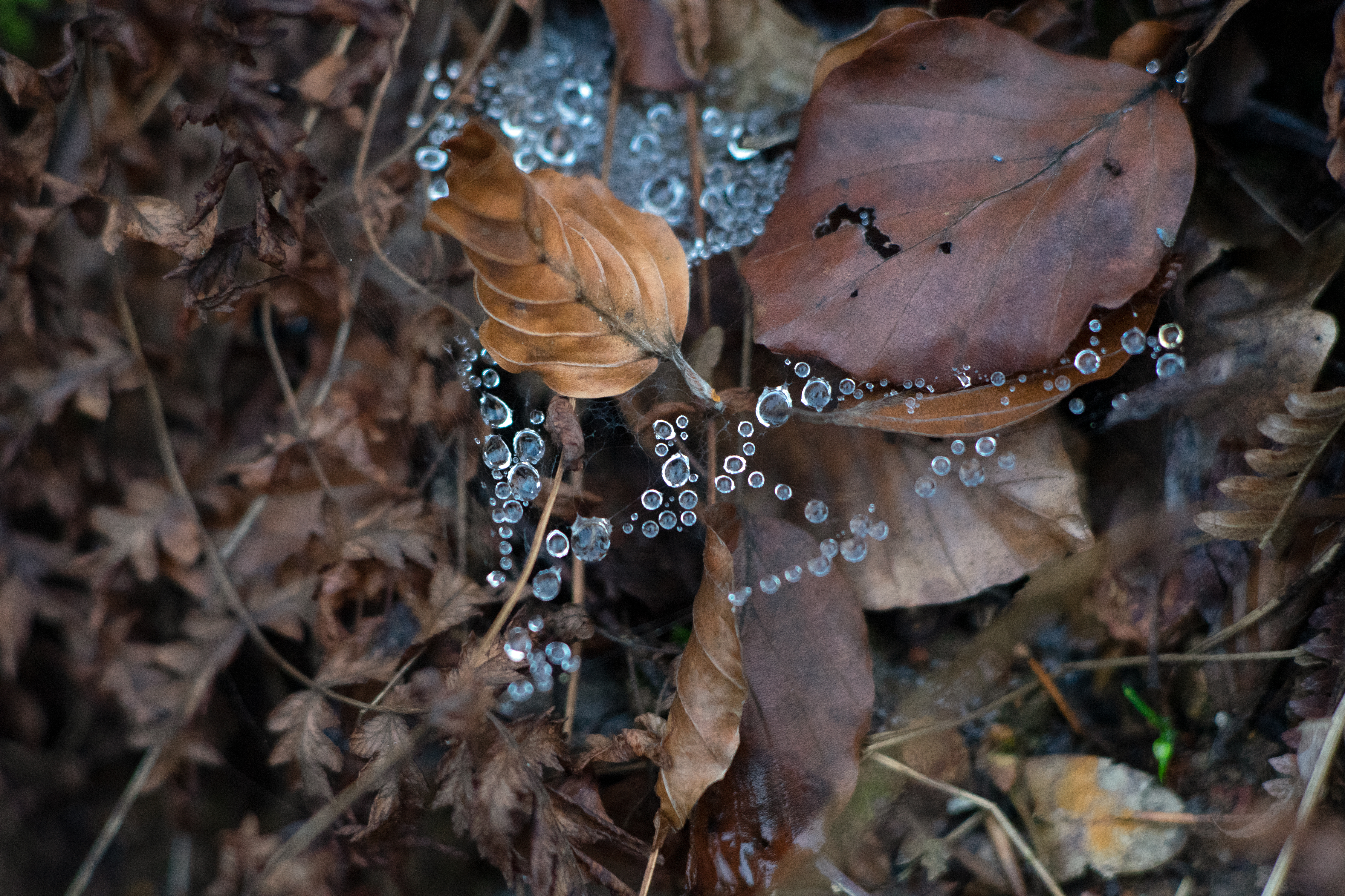 Daytime image of brown leaves with beatiful blue water droplets. Creative Commons