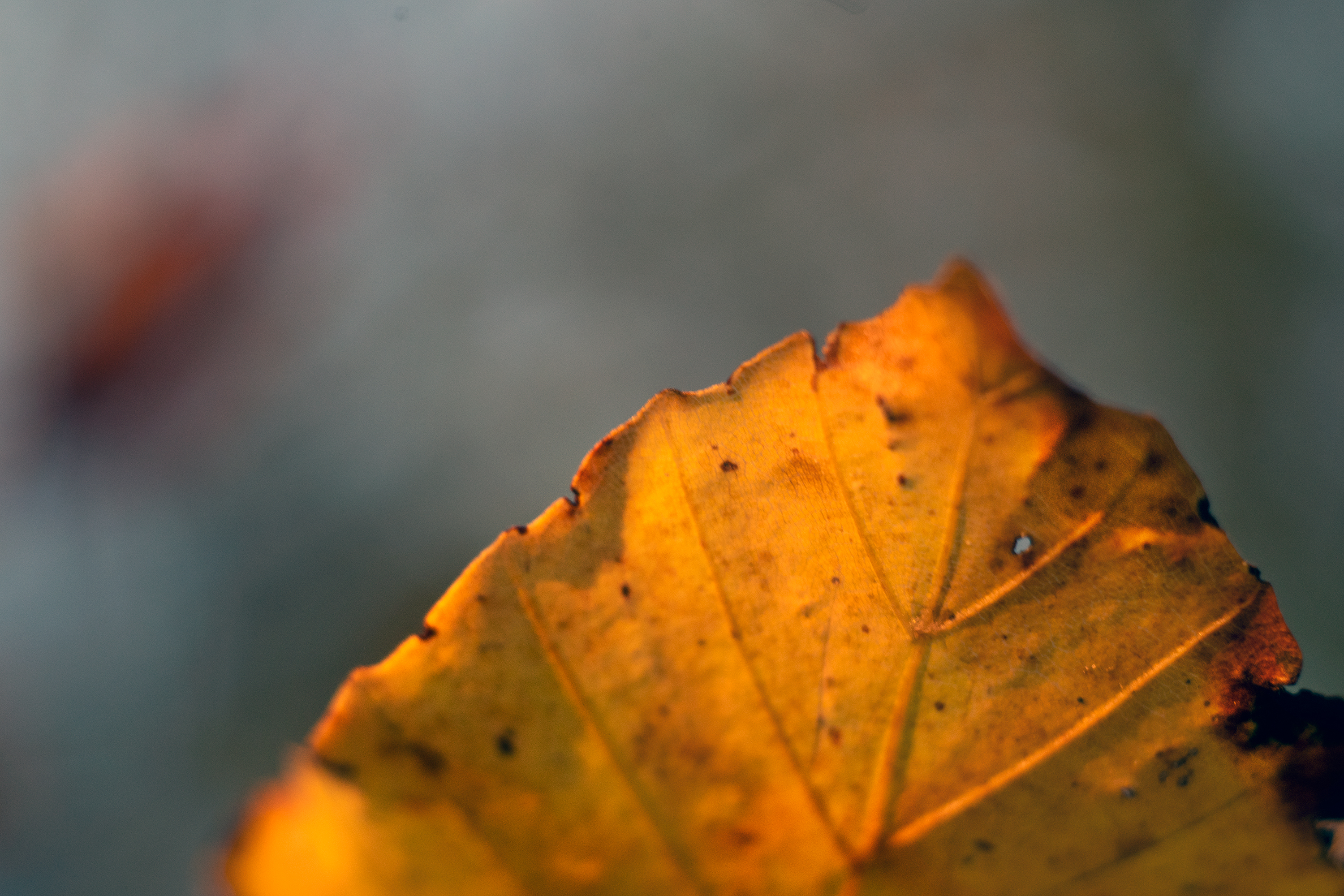 A yellow amber image of a leaf with a grayish blue background. Creative Commons