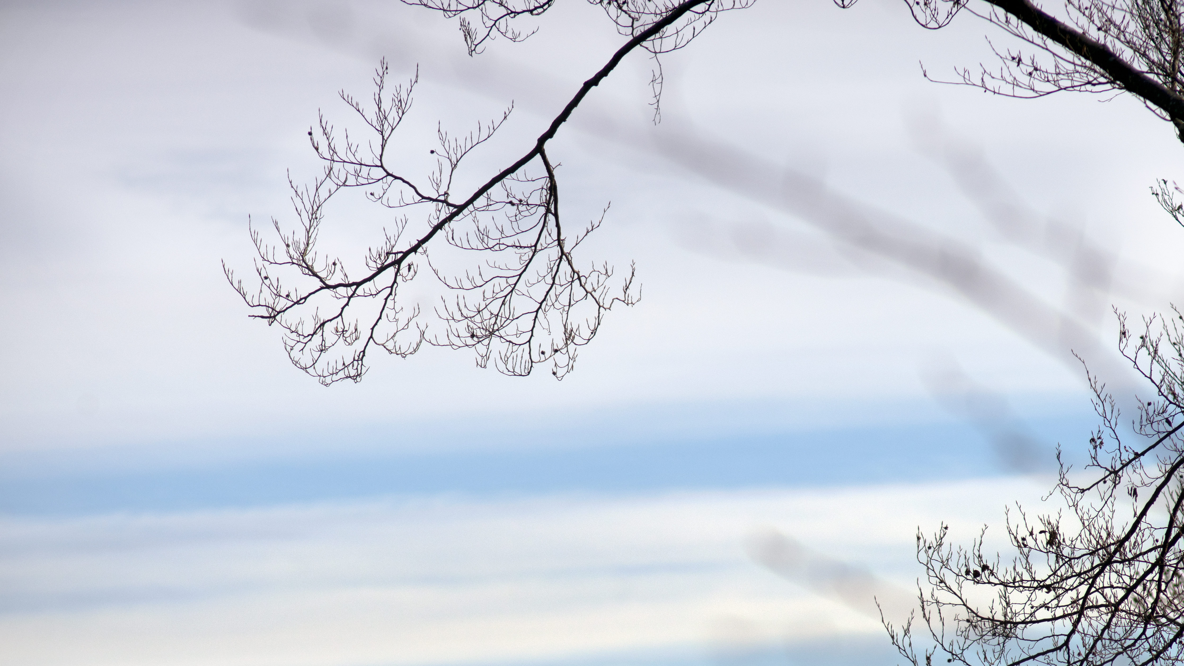 An image of a Japanese style tree on a white sky background.