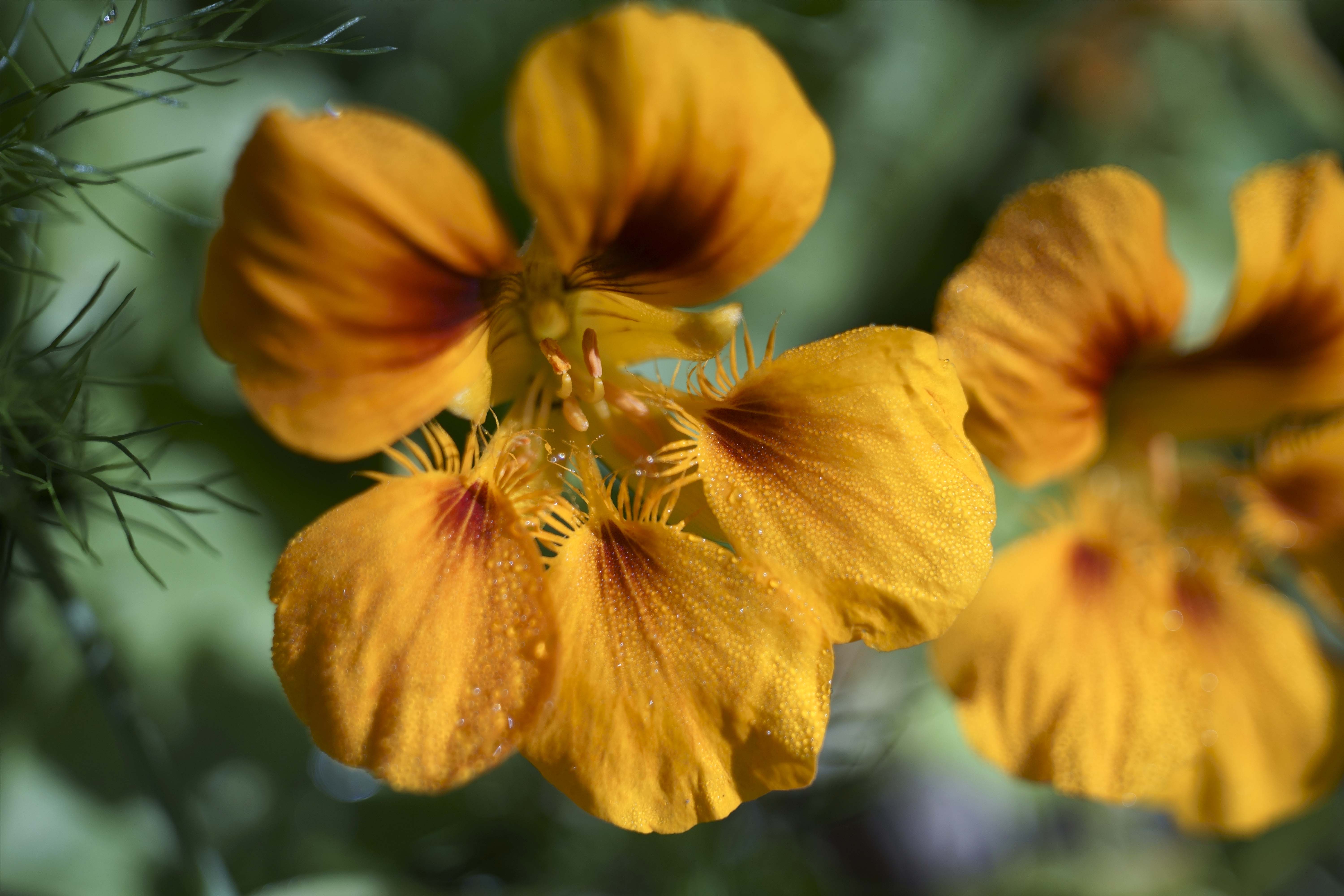 Beatiful image of a yellow violet, closeup, high resolution, macro photography, Creative Commons